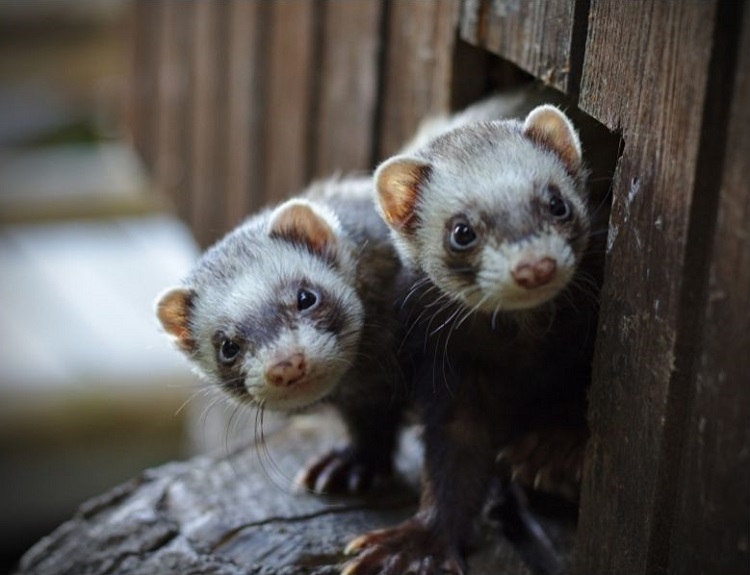 rencontre furet